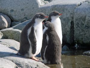 Gentoo_penguin_juvenile_Petermann_Island